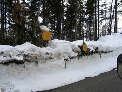 Fallen trees on East Road (2) photo