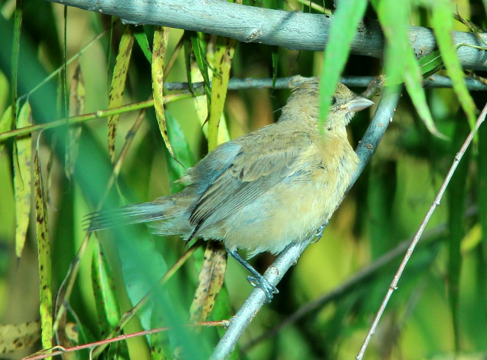 924 - INDIGO BUNTING (10-16-2014) patagonia lake, scc, az -01