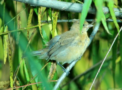 924 - INDIGO BUNTING (10-16-2014) patagonia lake, scc, az -01