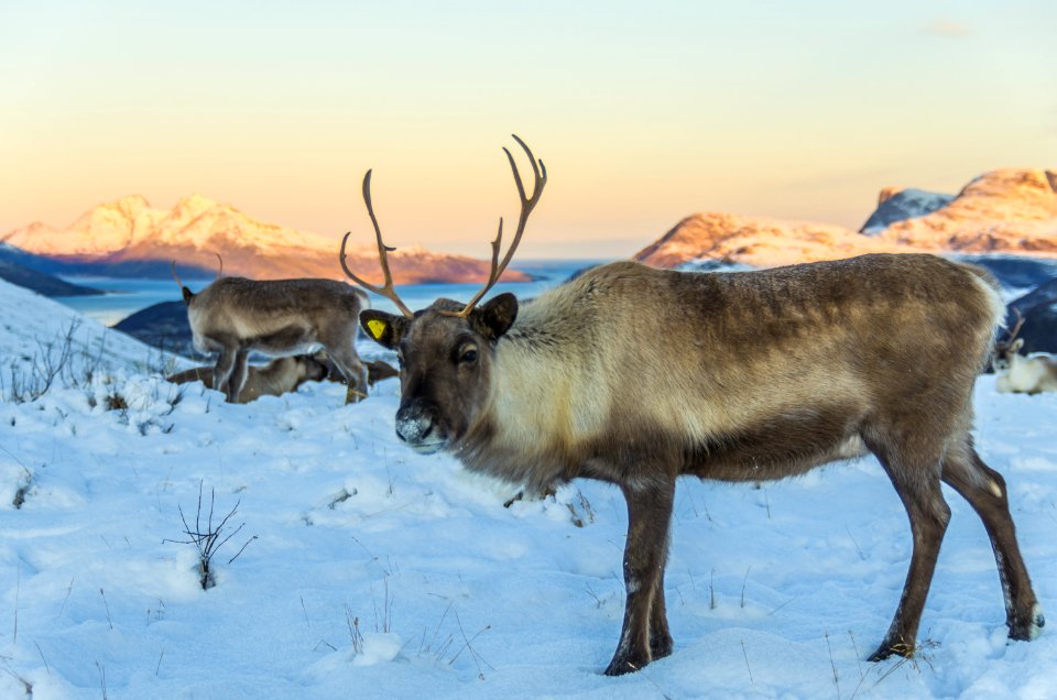 Just a reindeer to brighten the day