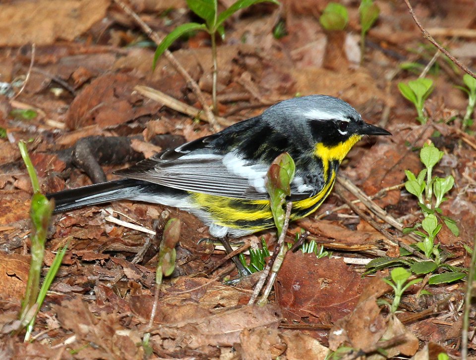 826 - MAGNOLIA WARBLER (5-28-2015) washington co, maine -01 photo