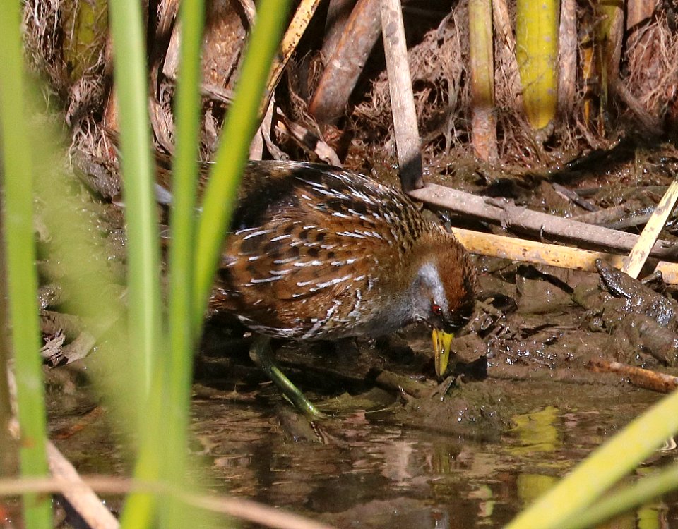 240 - SORA (12-14-2017) san rafael grasslands, santa cruz co, az -06