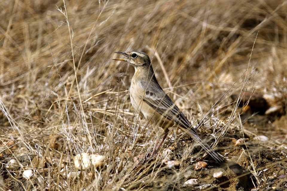  SYT7034 long-billed pipit