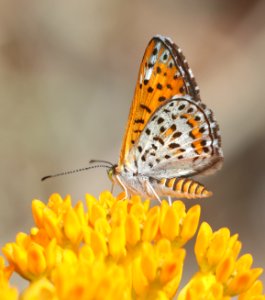 METALMARK, NAIS (Apodemia nais) (6-14-2020) miller canyon, huachuca mts, cochise co, az -03
