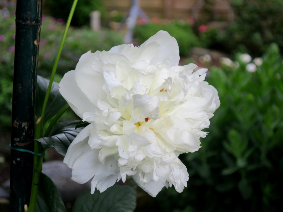 Bloemen insecten 2019 Rotterdam