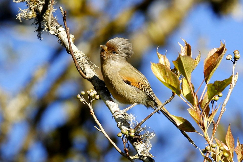 SYT4882 Streak-throated barwing