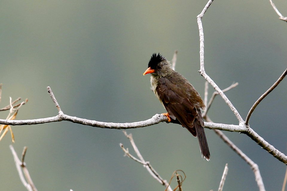  I0Z7632-厚嘴短脚鹎-Seychelles Black Bulbul