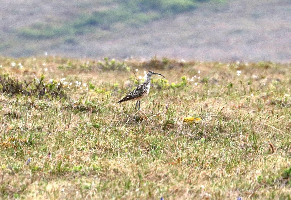 296 - BRISTLE-THIGHED CURLEW (6-10-2016) kougarok road, nome, alaska -O5