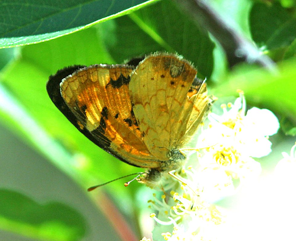 CRESCENT, NORTHERN (Phycoides selenis) (6-5-2014) 5 miles east of fairview, sanpete co, ut -04