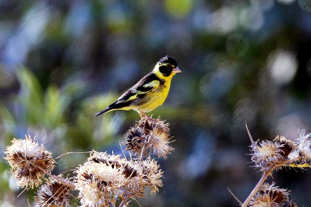  SYT3387 高山金翅[雀] Yellow-breasted Greenfinch