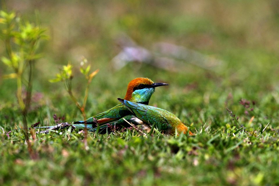  YT 5872 little green bee-eater