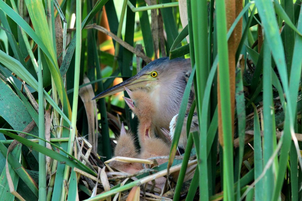 A72D2457 yellow bittern