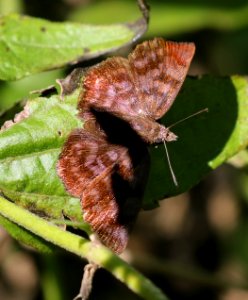 GLAZED PELLICIA (Pellicia arina) (10-28-2015) santa ana n w r, hidalgo co, tx-02