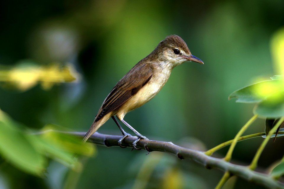  YT 6625 Oreintal Reed Warbler
