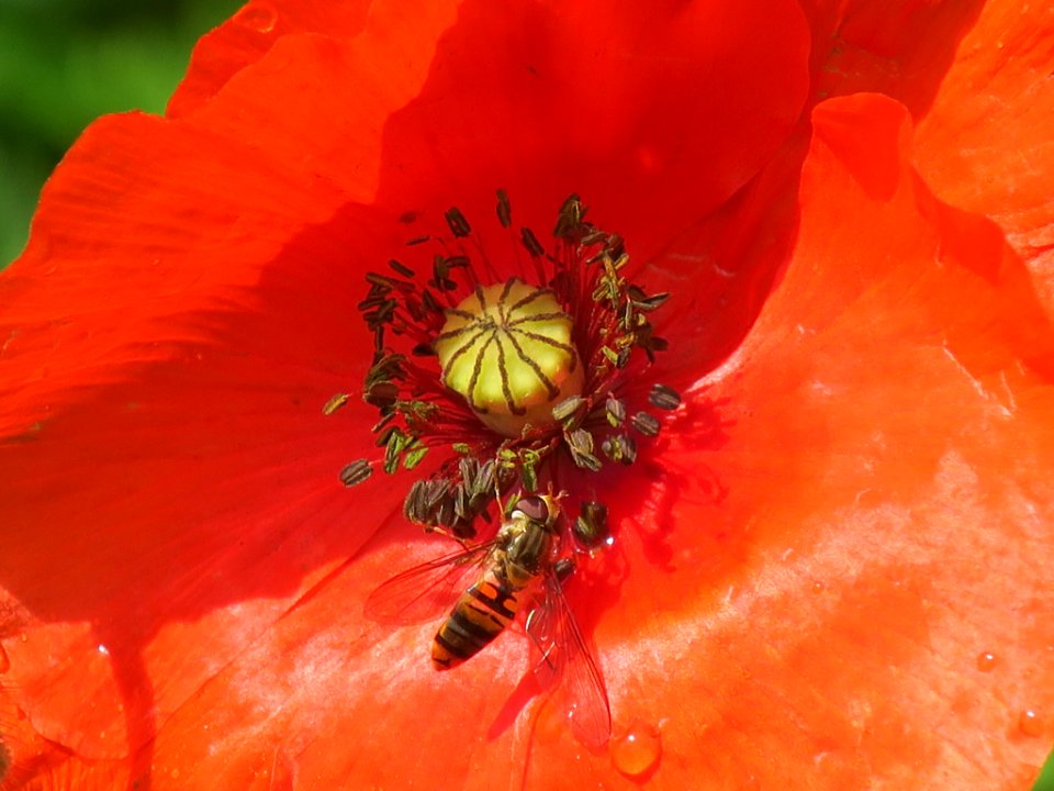 Bloemen insecten 2019 Rotterdam