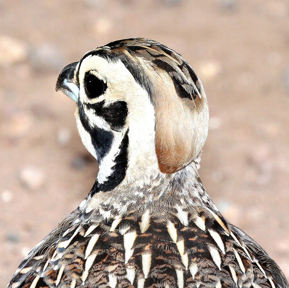 072 - MONTEZUMA QUAIL (8-22-2015) harshaw rd, santa cruz co, az -11