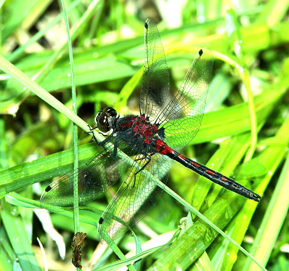 WHITEFACE, HUDSONIAN (Leucorrhinia hudsonica) (6-10-2014) 4700 ft, rte 372 8 miles n of the deschutes-klamath co line -01