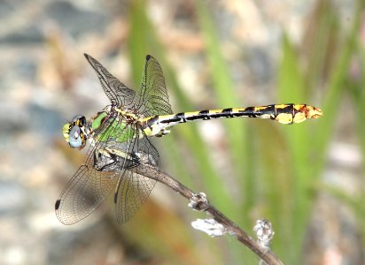 SNAKETAIL, SINUOUS (ophiogomphus occidentis) (6-15-2014) fr 19N01, thompson ridge, 4 m n-e of happy camp, siskiyou co, ca -01