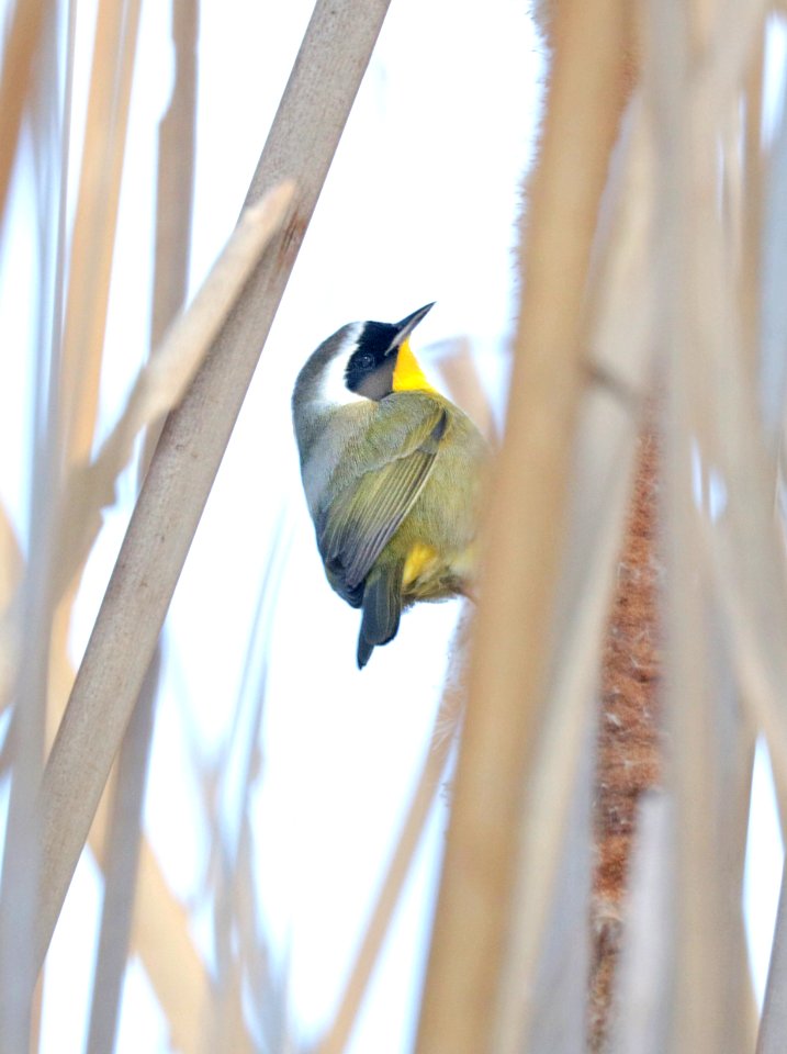 818 - COMMON YELLOWTHROAT (1-26-2016) patagonia lake, santa cruz co, az -02
