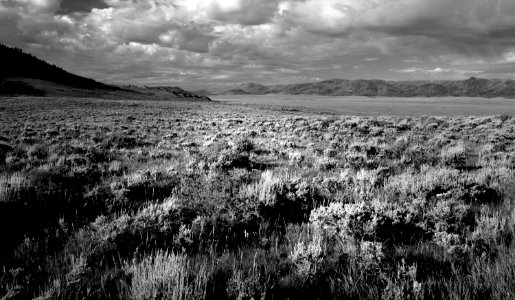 MORNING LIGHT ON SAGEBRUSH  (7-12-2019) six mile campground, carbon co, wy -17 BW