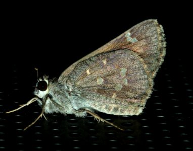 SKIPPER, SHEEP (Atrytonopsis edwardsii) (8-15-2014) 78 circulo montana, patagonia lake ranch estates, scc, az -02
