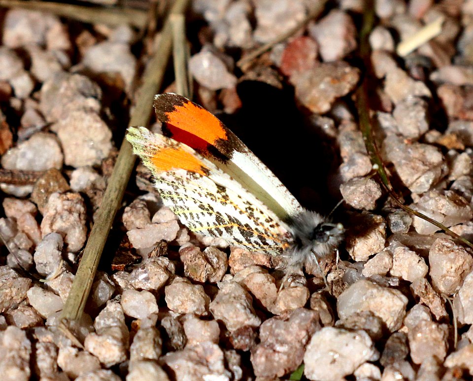 ORANGETIP, SOUTHWEST (Anthocharis thoosa) (3-21-2020) guindani trail, whetstone mts, cochise co, az (8)
