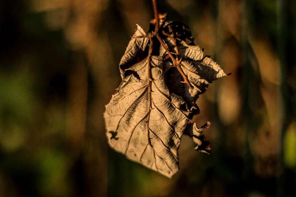 Branch tree fall foliage