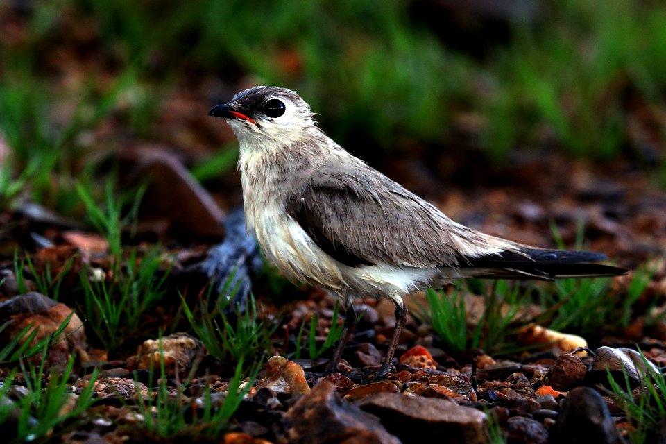 SYT 1532 Small Pratincole