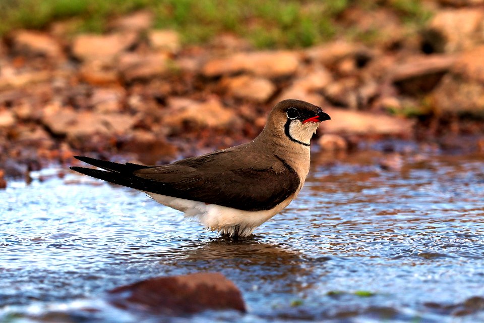 SYT 1246 Oriental Pratincole