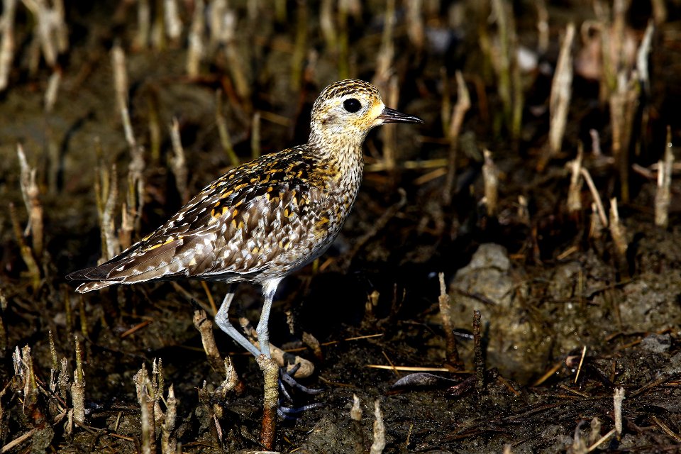  SYT6300-pacific golden plover