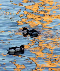 014 - BRANT (12-31-2014) morro bay, slo co, ca -11