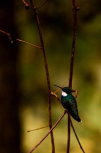 Colibri