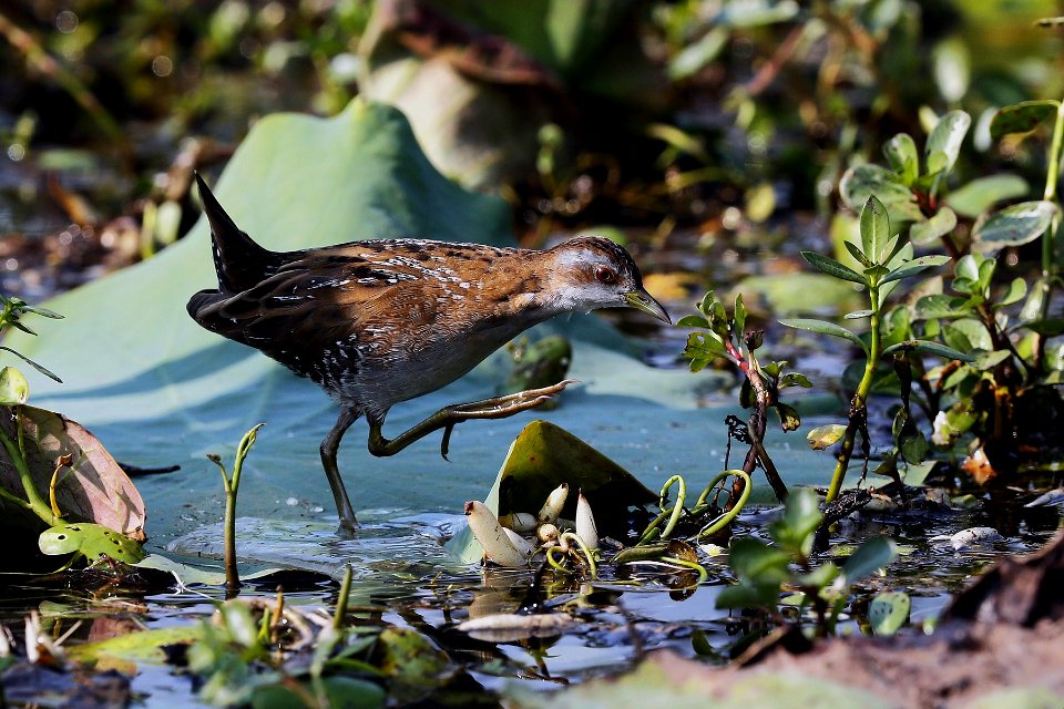  15I1687 Baillon's crake