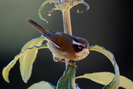  SYT3074 White-browed Fulvetta