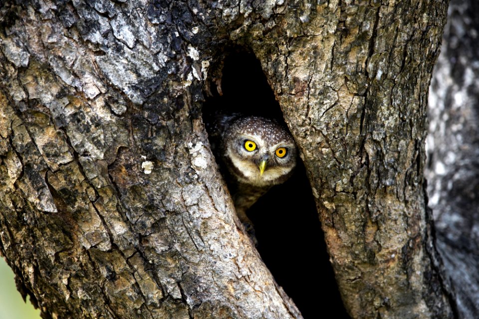  SYT6481-横斑腹小鸮 Spotted Owlet
