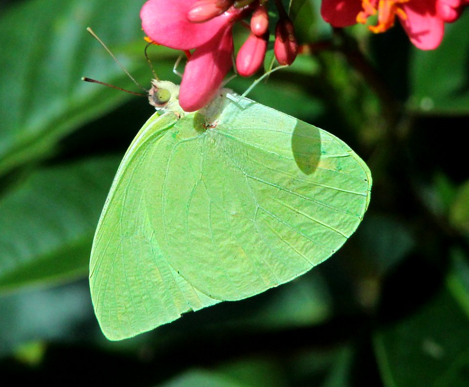 SULPHUR, PINK-SPOTTED (Phoibus neleis) (5-13-14) modello park, 288th st and rte 1, miami, miami-dade co, fl -03