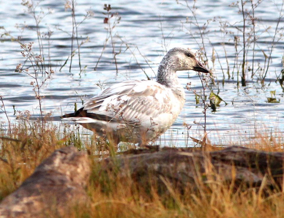 012 - SNOW GOOSE (11-15-2014) patagonia lake, scc, az -01