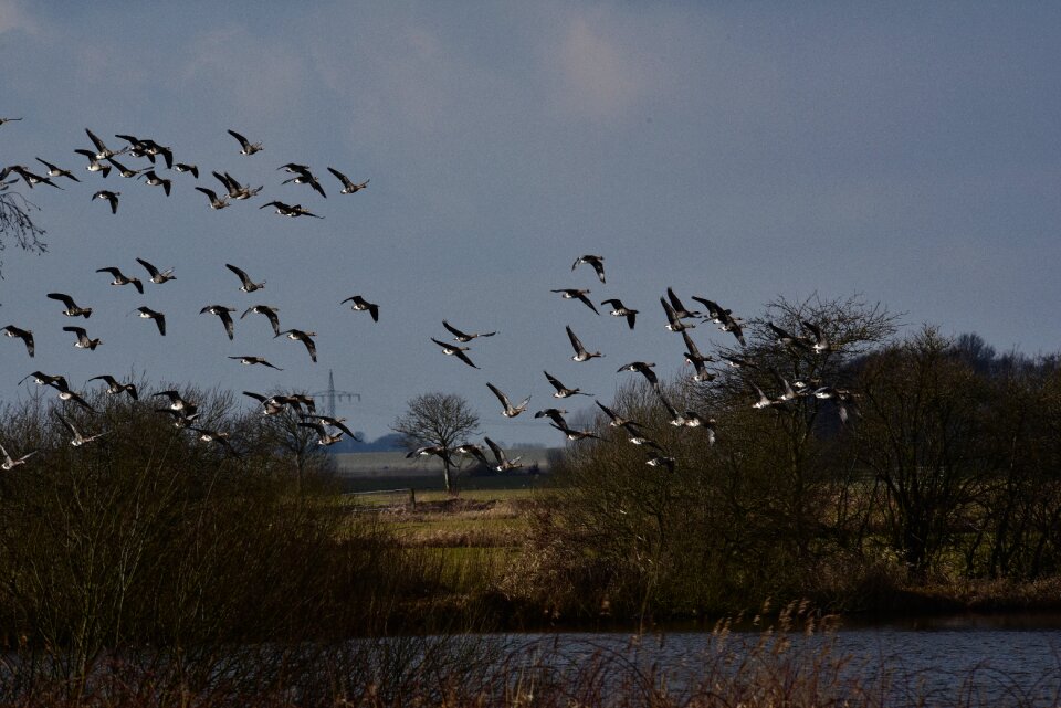 Swarm wild geese flying