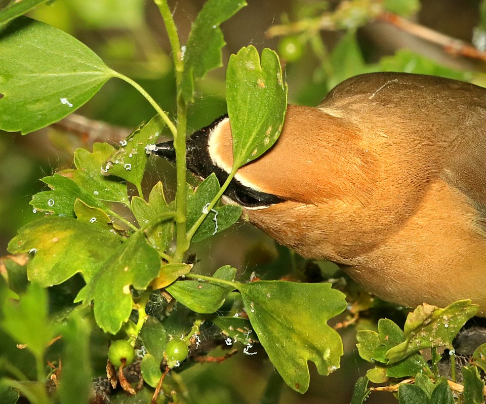 786 - CEDAR WAXWING (6-14-2018) yellowstone co, mt -08
