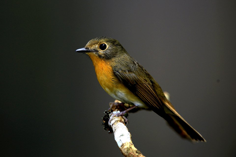  YT 3186 鸲姬鹟 Mugimaki flycatcher