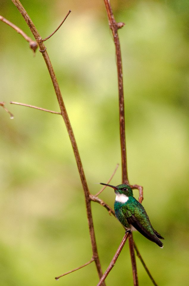 Colibri