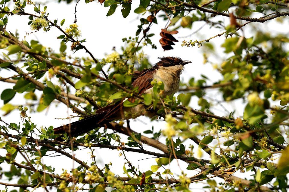 YT 9427 pied cuckoo
