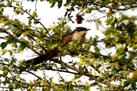  YT 9427 pied cuckoo