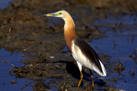  73A4784-爪哇池鹭 Java Pond Heron