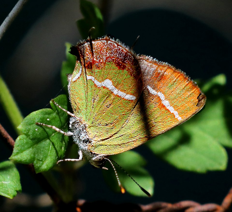 HAIRSTREAK, SILVER-BANDED (Chlorostrymon simaethis) (10-26-2015) national butterfly center, mission, hidalgo co, tx -01