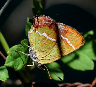 HAIRSTREAK, SILVER-BANDED (Chlorostrymon simaethis) (10-26-2015) national butterfly center, mission, hidalgo co, tx -01