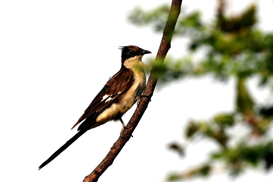  YT 9362 pied cuckoo