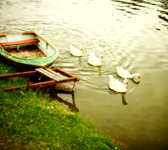 el lago de los gansos photo