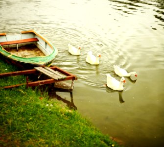 el lago de los gansos