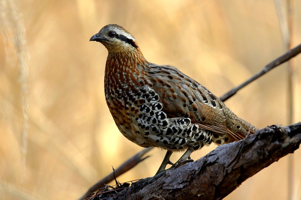  SYT1514-moutain bamboo partridge M